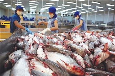 Vietnam Could Face Pangasius Oversupply