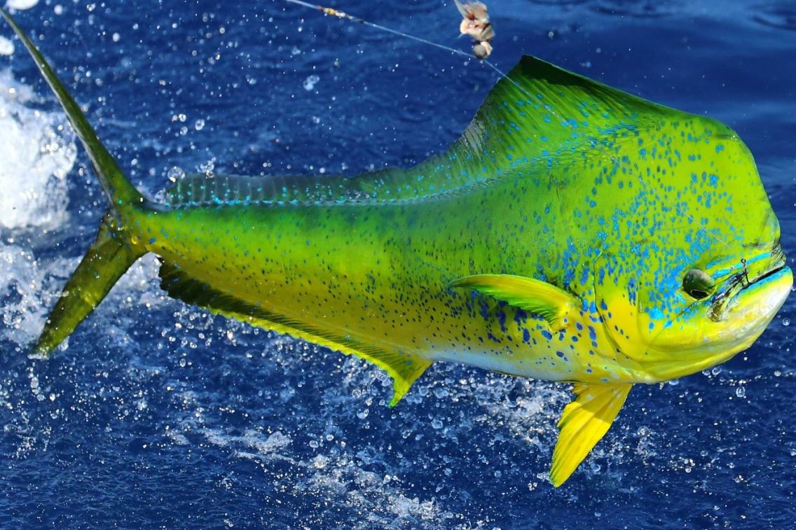 what-is-mahi-mahi