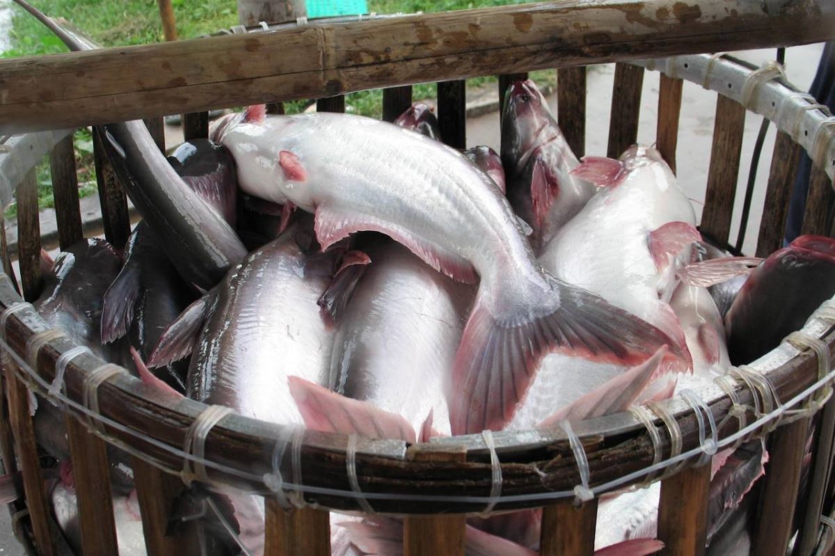 U.S. Reduces Anti-Dumping Duties On Vietnam Tra Fish